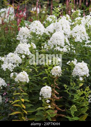 Reinweiße, duftende Blüten im Panicle der harten, sommerblühenden Staude Phlox paniculata „Mount Fuji“ Stockfoto