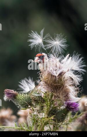 Goldfinch, Carduelis carduelis, hockte auf einer großen Distel, um den Samen zu essen. Stockfoto