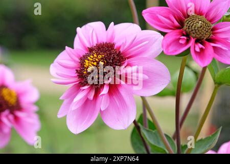 Rosafarbene und violette Collarette Dahlia „Skyfall“ in Blüte. Stockfoto