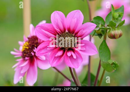 Rosafarbene und violette Collarette Dahlia „Skyfall“ in Blüte. Stockfoto