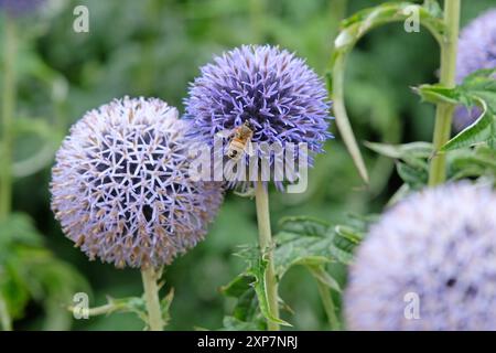 Eine einsame Honigbiene saß auf Echinops bannaticus Globus Distel „Taplow Blue“ in Blüte Stockfoto