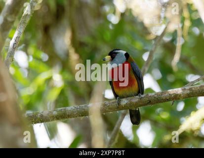 Tukanbarbet, Tukanbartvogel, Cabézon toucan, Semnornis ramphastinus, tukánbajszika, Mindo Valley, Ecuador, Südamerika Stockfoto