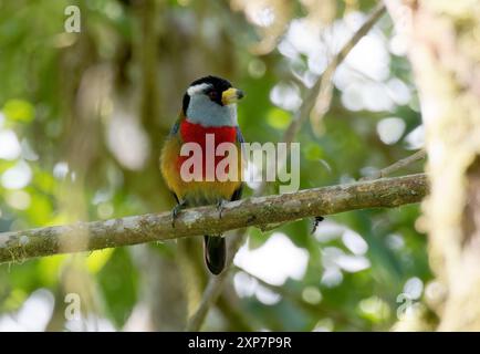 Tukanbarbet, Tukanbartvogel, Cabézon toucan, Semnornis ramphastinus, tukánbajszika, Mindo Valley, Ecuador, Südamerika Stockfoto