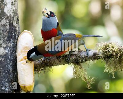 Tukanbarbet, Tukanbartvogel, Cabézon toucan, Semnornis ramphastinus, tukánbajszika, Mindo Valley, Ecuador, Südamerika Stockfoto