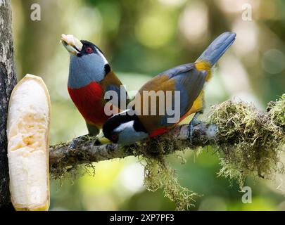 Tukanbarbet, Tukanbartvogel, Cabézon toucan, Semnornis ramphastinus, tukánbajszika, Mindo Valley, Ecuador, Südamerika Stockfoto