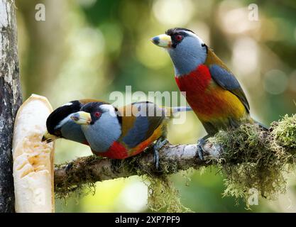 Tukanbarbet, Tukanbartvogel, Cabézon toucan, Semnornis ramphastinus, tukánbajszika, Mindo Valley, Ecuador, Südamerika Stockfoto