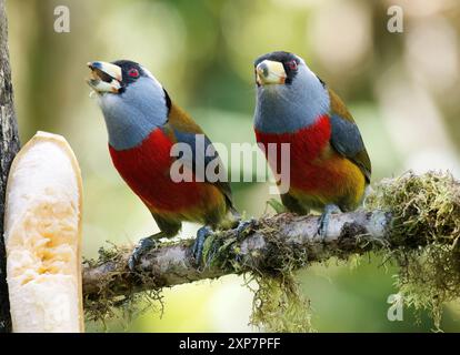 Tukanbarbet, Tukanbartvogel, Cabézon toucan, Semnornis ramphastinus, tukánbajszika, Mindo Valley, Ecuador, Südamerika Stockfoto