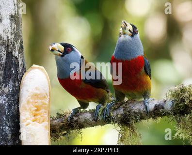 Tukanbarbet, Tukanbartvogel, Cabézon toucan, Semnornis ramphastinus, tukánbajszika, Mindo Valley, Ecuador, Südamerika Stockfoto