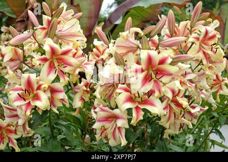 Rosa und cremefarbene Lilium, Baumlilie, „Nymphe“ in Blüte Stockfoto