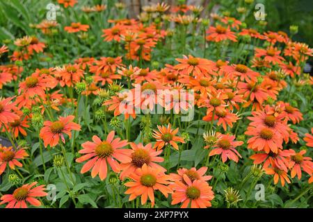 Echinacea coneflower „Sombrero Adobe Orange“ in Blüte. Stockfoto