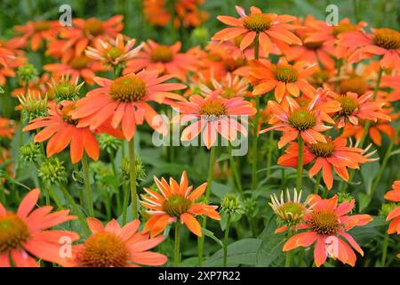 Echinacea coneflower „Sombrero Adobe Orange“ in Blüte. Stockfoto