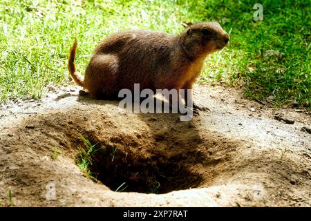 Schwarzschwanz-Präriehund mit grünem Gras und einem Loch, Nahaufnahme Stockfoto