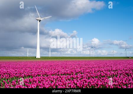 Blühende Tulpen erstrecken sich lebhaft unter hoch aufragenden Windturbinen und verbinden Natur und Innovation in einer atemberaubenden Frühlingslandschaft. Windmühlenpark in den Niederlanden, grüne Energie, Energiewende Stockfoto