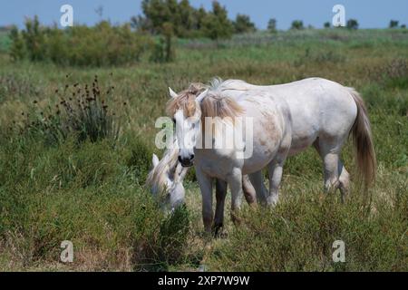 Zwei schöne weiße Camargue Pferde in den Camargue Mooren, Südfrankreich Stockfoto