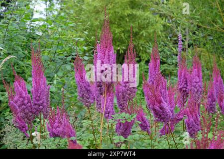 Hohe violette Astilbe rubra „Purpurlanze“ in Blüte. Stockfoto