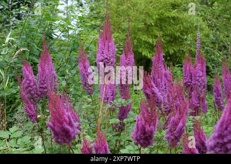 Hohe violette Astilbe rubra „Purpurlanze“ in Blüte. Stockfoto