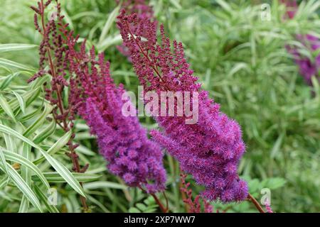 Hohe violette Astilbe rubra „Purpurlanze“ in Blüte. Stockfoto