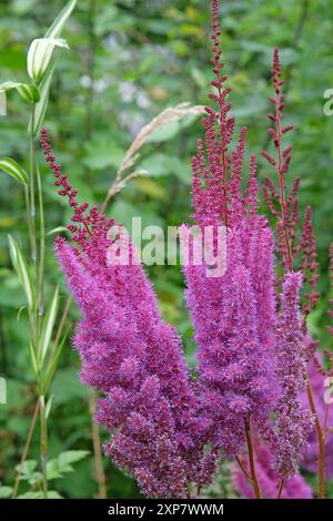 Hohe violette Astilbe rubra „Purpurlanze“ in Blüte. Stockfoto