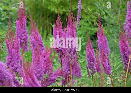 Hohe violette Astilbe rubra „Purpurlanze“ in Blüte. Stockfoto