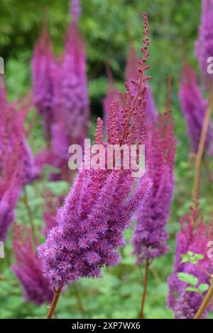 Hohe violette Astilbe rubra „Purpurlanze“ in Blüte. Stockfoto