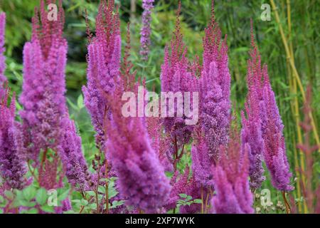 Hohe violette Astilbe rubra „Purpurlanze“ in Blüte. Stockfoto