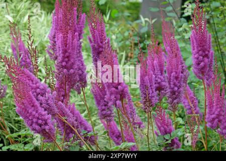 Hohe violette Astilbe rubra „Purpurlanze“ in Blüte. Stockfoto