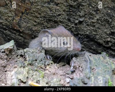 Bank Vole ( Myodes Glareolus) Stockfoto