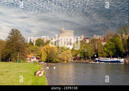 Windsor Castle und die Themse, Berkshire, Großbritannien Stockfoto