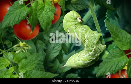 Tomate Hornworm Grüne raupe, die Blätter von Tomaten als Gartenschädling isst, der Garten- und landwirtschaftliche Schäden als Entomologie und Biologie verursacht Stockfoto