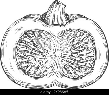 Kürbis halb geschnitten. Handgezeichnetes reifes Gemüse isoliert auf weißem Hintergrund Stock Vektor
