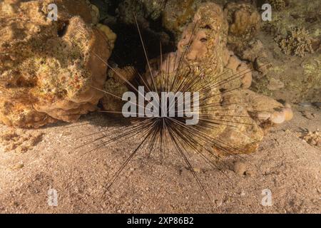 Rotmeer Urchin im Roten Meer bunt und schön, Eilat Israel Stockfoto