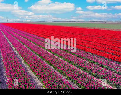 Aus der Luft von Tulpenfeldern im Frühling in den Niederlanden Stockfoto