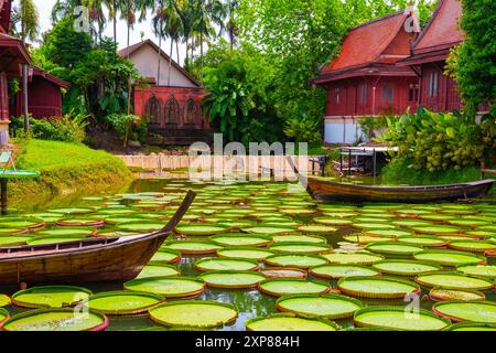 Traditionelle thailändische Holzboote schweben zwischen riesigen Seerosen in einem Teich, umgeben von üppigem Grün und roten Gebäuden, Phuket, Thailand Stockfoto