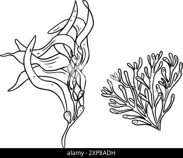 Algen, korallenschwarzes und weißes Vektor-Illustration isoliert. Rosa Agar-Agar-Algen, von Hand gezeichnete Silhouette mit Phyllophora-Tinte. Seetang-Meerespflanzen in Linie Stock Vektor