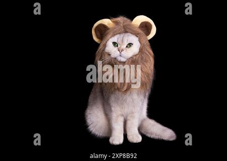 Eine Katze trägt ein Löwenmähne Kostüm, sitzt vor schwarzem Hintergrund. Stockfoto