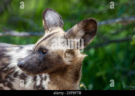 Südafrika, Krüger-Nationalpark, afrikanischer Wildhund (Lycaon pictus) Stockfoto