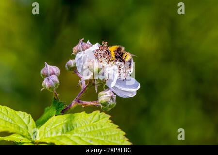 Hummel oder „frühe Hummel“, männlicher „Bombus pratorum“, der sich an weißer brombeere oder brombeerblume ernährt. Wicklow, Irland Stockfoto