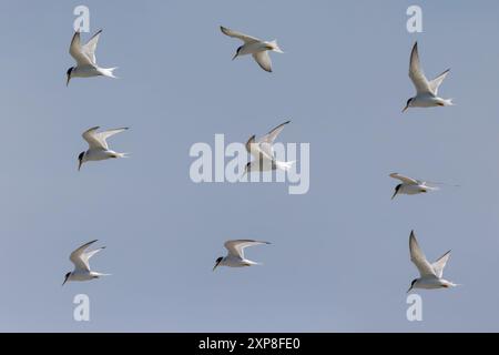 Seeschwalbenvogel 'Sternula albifrons' in verschiedenen Flug- oder Flugpositionen am Himmel. County Wicklow, Irland Stockfoto