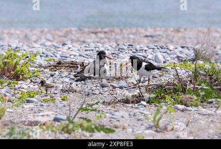 Austernfänger-Vogelfamilie „Haematopus ostralegus“, Eltern und Küken am Nistplatz am Strand. Kilcoole, Wicklow, Irland Stockfoto