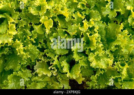 Junge grüne Salatblätter als natürlicher Lebensmittelhintergrund. Gemüse- und Salatzucht. Agrarkonzept. Stockfoto
