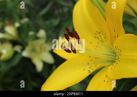 Stempel und Staubblätter der gelben Lilie. Die Vermehrung von Blüten durch Bestäubung. Die Bestäubung von Blüten durch Insekten. Stockfoto