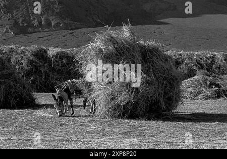 Ein mit Gerstenspreu beladener Burro-Wagen, der für Tierfutter auf einem Feld außerhalb von Gyantse Tibet verwendet wurde - 1986 Stockfoto