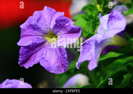 Blühende bunte Garten-Petunie- oder gewöhnliche Petunie-Blumen, Nahaufnahme von violett mit gelben Petunie-Blüten, die im Garten blühen Stockfoto