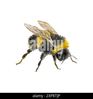 Hummel. Schwarz-gelbes flauschiges Insekt mit Flügeln. Handgezeichnete Aquarellillustration isoliert auf weiß. Für Grußkarten, Einladungen, Umschläge, Etiketten Stockfoto