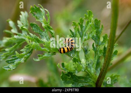 Zinnober am Ragkraut Stockfoto