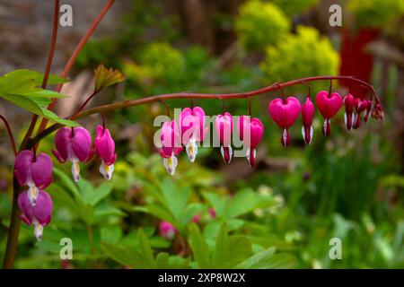 Dicentra spectabilis, auch bekannt als Blutendes Herz, in der Blüte von Arundel Castle Gardens, Arundel, West Sussex, Großbritannien Stockfoto