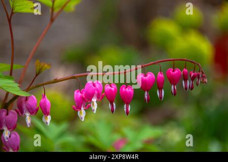 Dicentra spectabilis, auch bekannt als Blutendes Herz, in der Blüte von Arundel Castle Gardens, Arundel, West Sussex, Großbritannien Stockfoto