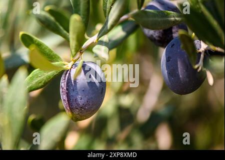 Zweig mit wachsenden Oliven auf einem Olivenbaum auf einem mediterranen Bauernhof Stockfoto