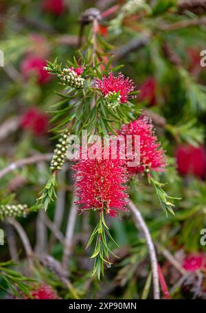 Hintergrundfotografie von Karmesin, Callistemon citrinus, Garten; Busch, Blume; Blüte; Blüte; Blüte; Blüte; Blüte; Blüte; Blüte; Blüte Pflanze; hell; Stockfoto