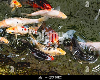 Amurkarpfen oder Cyprinus rubrofuscus, in der Regel Koi oder nishikigoi genannt. Bunte dekorative Fische im Wasser. Stockfoto